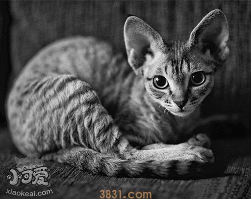 柯尼斯卷毛猫猫粮怎么挑 柯尼斯卷毛猫猫粮挑选方法(图1)