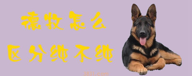 德牧怎么区分纯不纯(图1)