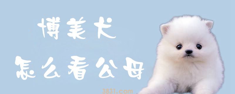 博美犬怎么看公母(图1)