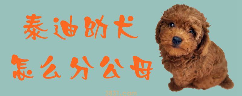 泰迪幼犬怎么分公母(图1)