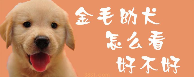 金毛幼犬怎么看好不好(图1)