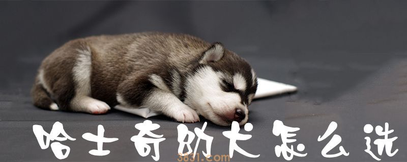哈士奇幼犬怎么选(图1)