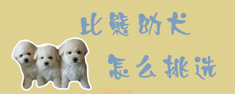 比熊幼犬怎么挑选(图1)