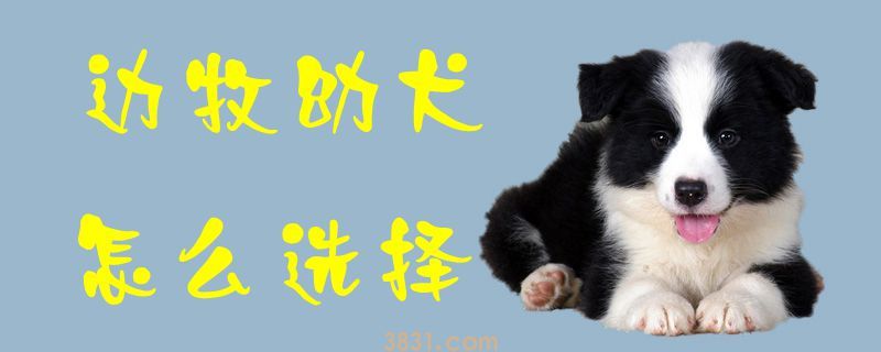 边牧幼犬怎么选择(图1)