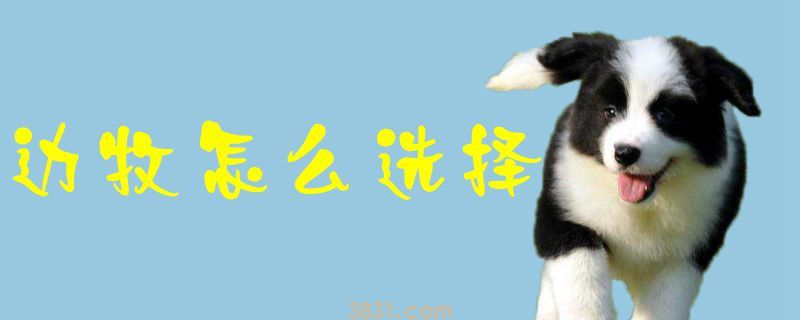 边牧怎么选择(图1)