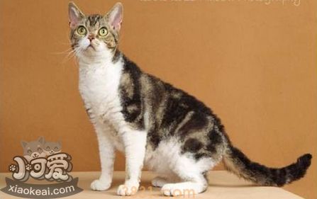 怎么判断美国刚毛猫生病 生病判断三大方法(图1)