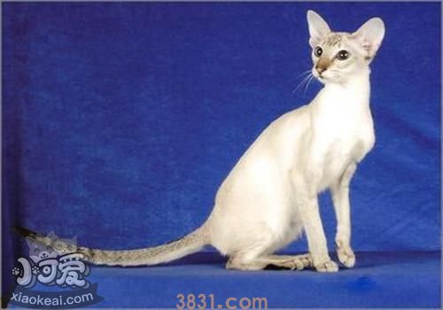 重点色短毛猫过敏有什么症状 重点色短毛猫过敏症状介绍(图1)