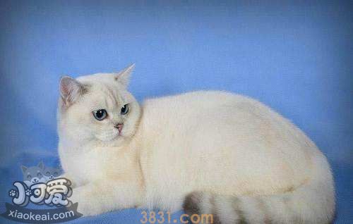 重点色短毛猫太调皮怎么办 重点色短毛猫调皮训练方法(图1)