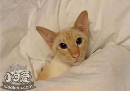 怎么训练重点色短毛猫用猫抓板(图1)