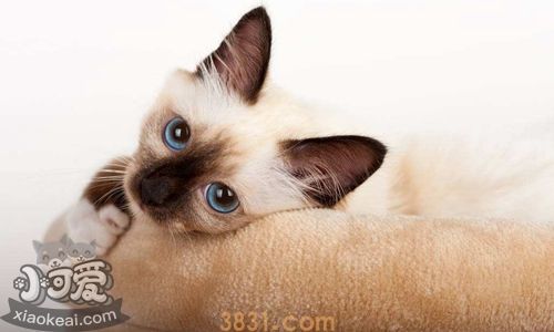 如何训练欧洲缅甸猫 欧洲缅甸猫训练注意事项(图1)