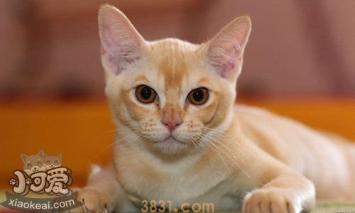 欧洲缅甸猫洗澡乱动怎么办 欧洲缅甸猫洗澡方法(图1)