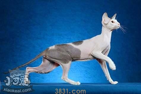 加州闪亮猫不听话怎么办 加州闪亮猫听话训练方法(图1)