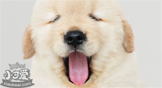 拉布拉多的缺点 看完你还敢养吗(图1)