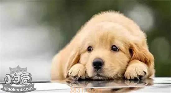 如何预防狂犬病 有效的措施有哪些(图2)