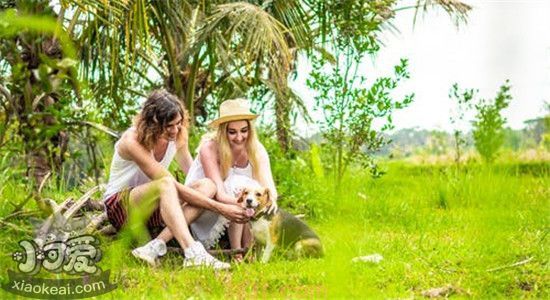 孕妇可以摸自家的狗吗 孕期养狗需要注意什么(图1)