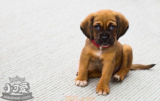 怎样的土狗是极品 品相好的不输宠物犬(图2)