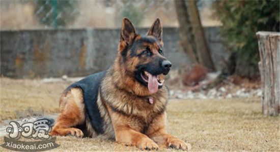 牧羊犬的种类有哪些 你都知道吗(图2)