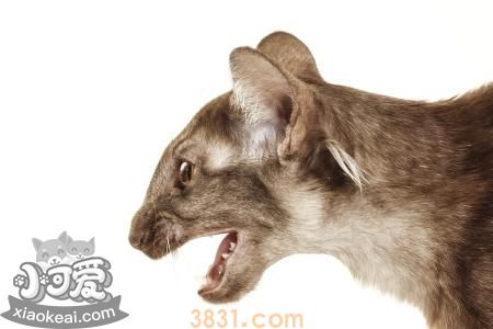 爪哇猫吃什么 爪哇猫喂养方法(图1)