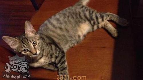 加州闪亮猫有关节病吗 加州闪亮猫关节病治疗(图1)