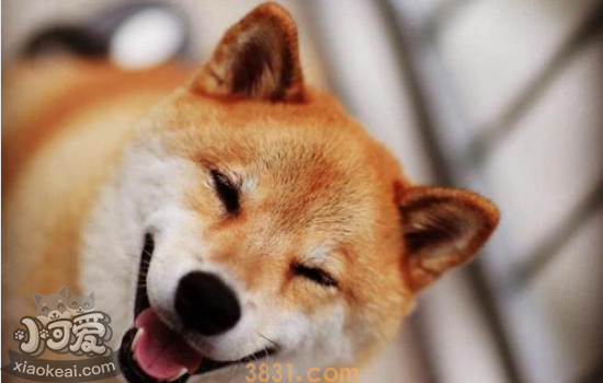 柴犬的性格 柴犬的生活习性你知道吗?(图2)