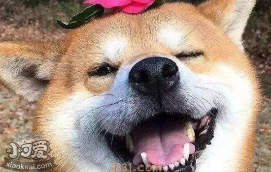 柴犬的性格 柴犬的生活习性你知道吗?(图1)