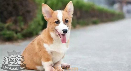 柯基不立耳是不是不纯 如何辅助柯基立耳(图1)