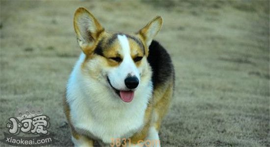 柯基是牧羊犬吗 结果让你意想不到(图2)