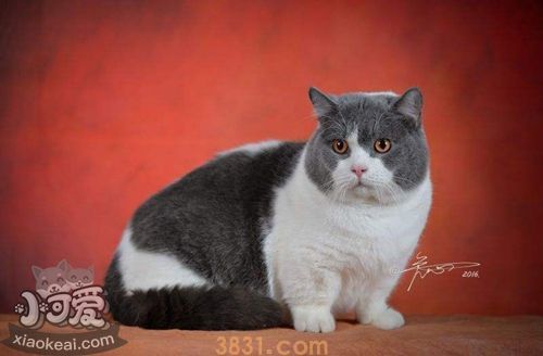 曼基康猫吃什么 曼基康猫喂养指南(图1)