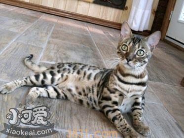 阿舍拉猫口腔溃疡怎么治疗 阿舍拉猫口腔溃疡治疗方法(图1)