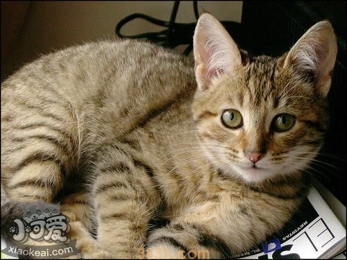 怎么给加州闪亮猫洗澡 加州闪亮猫洗澡方法(图1)