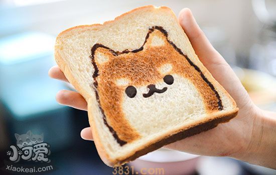 柯基和柴犬的区别 一个靠脸一个靠屁股吃饭(图2)