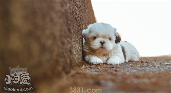 迷你犬品种有哪些 四种狗狗简单介绍给你(图2)