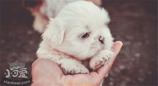 迷你犬品种有哪些 四种狗狗简单介绍给你(图1)