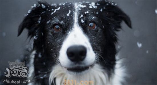边境牧羊犬的优点是什么 为什么这么多人养(图1)