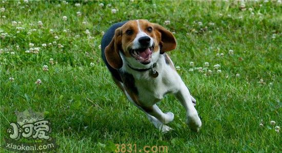 比格犬为什么很少人养 养比格犬需慎重(图2)