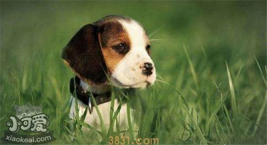 比格犬为什么很少人养 养比格犬需慎重(图1)