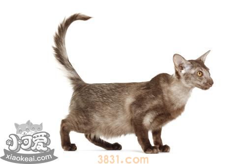 爪哇猫吐黄水怎么回事 爪哇猫吐黄水原因介绍(图1)