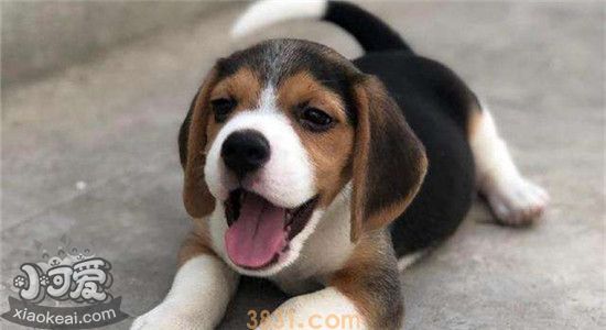 比格犬是不是特爱叫 它爱叫的背后有什么原因(图1)