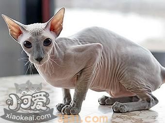 彼得秃猫营养性腹水怎么治疗 营养性腹水治疗方法(图1)