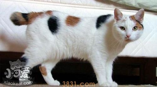 马恩岛猫怎么养 马恩岛猫幼猫饲养方法(图1)