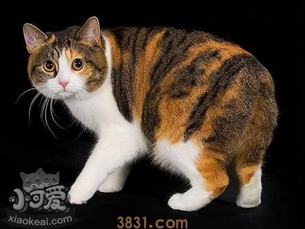 马恩岛猫有体味怎么办 马恩岛猫有体味解决办法(图1)