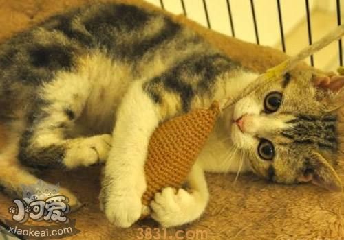 如何刺激马恩岛猫 马恩岛猫刺激训练方法(图1)