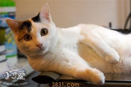 马恩岛猫怎么训练 马恩岛猫训练注意事项(图1)
