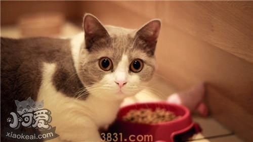 怎样训练马恩岛猫在固定地方大小便(图1)