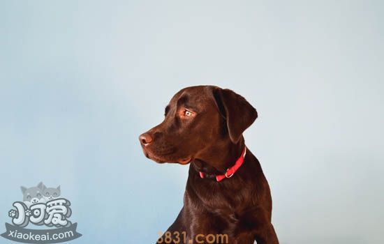狗狗打了狂犬疫苗咬人有事吗 别让无知害了你自己(图1)