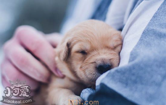 狗狗打了狂犬疫苗咬人有事吗 别让无知害了你自己(图2)