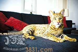 阿舍拉猫不会用猫爬架怎么办 猫爬架使用训练法(图1)