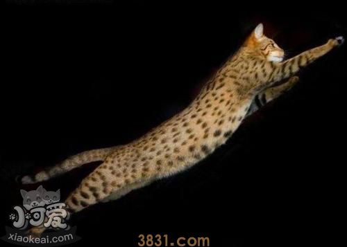 阿舍拉猫不会用猫抓板 阿舍拉猫猫抓板使用训练(图1)