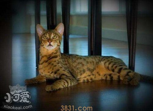 阿舍拉猫怎么训练 阿舍拉猫训练技巧(图1)