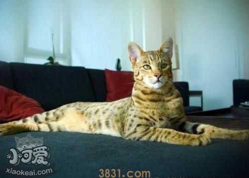 怎么训练阿舍拉猫不抓沙发 阿舍拉猫抓沙发解决办法(图1)